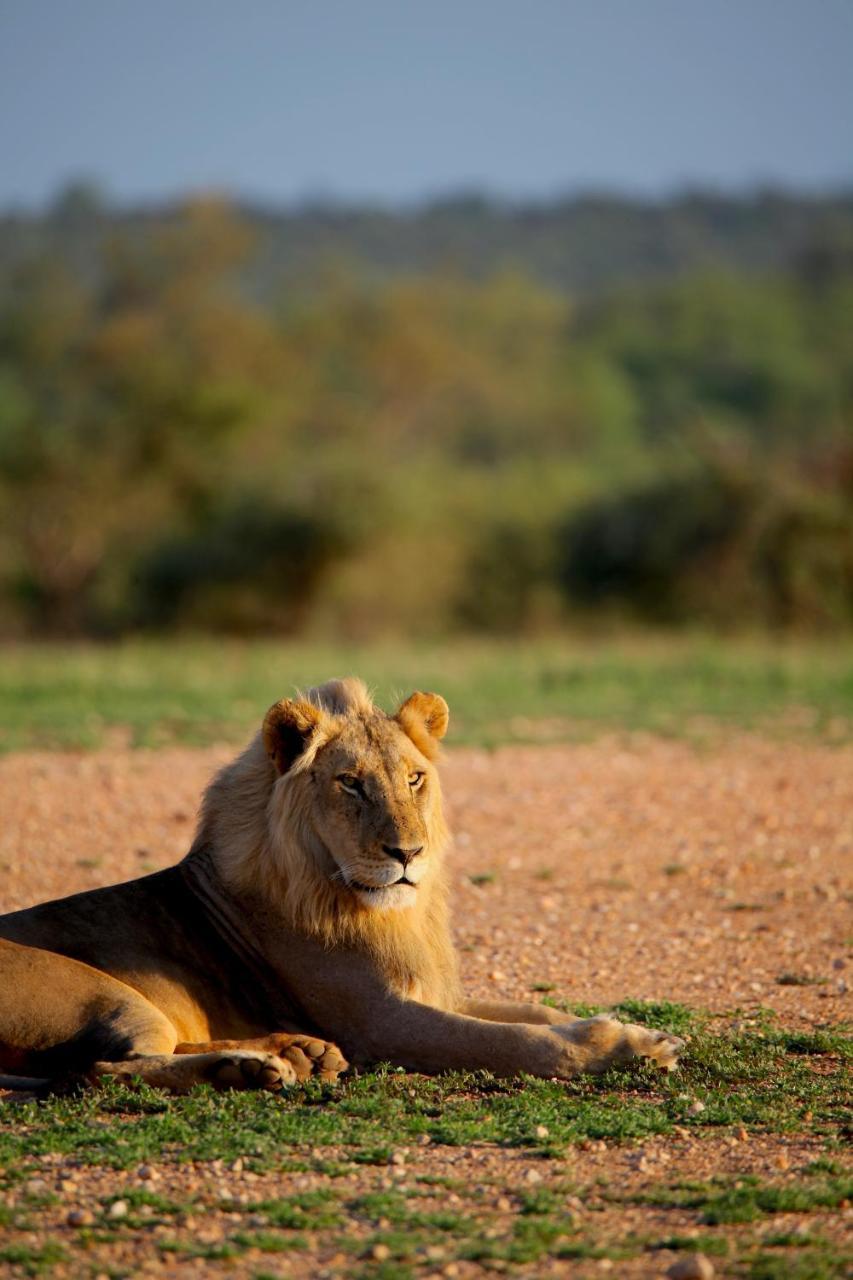 Ivory Wilderness River Rock Lodge Klaserie Private Nature Reserve Exterior photo