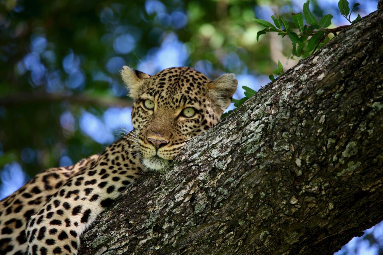 Ivory Wilderness River Rock Lodge Klaserie Private Nature Reserve Exterior photo