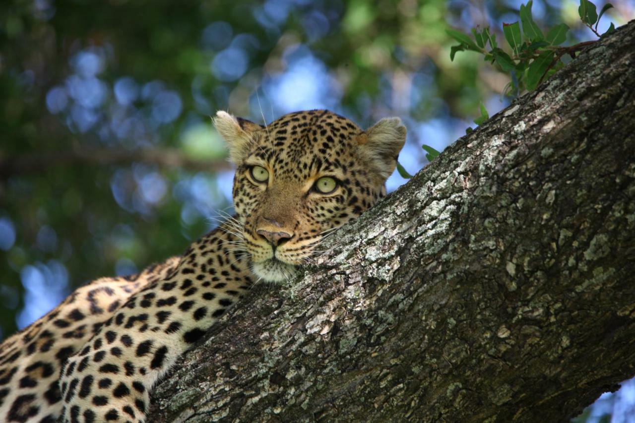 Ivory Wilderness River Rock Lodge Klaserie Private Nature Reserve Exterior photo