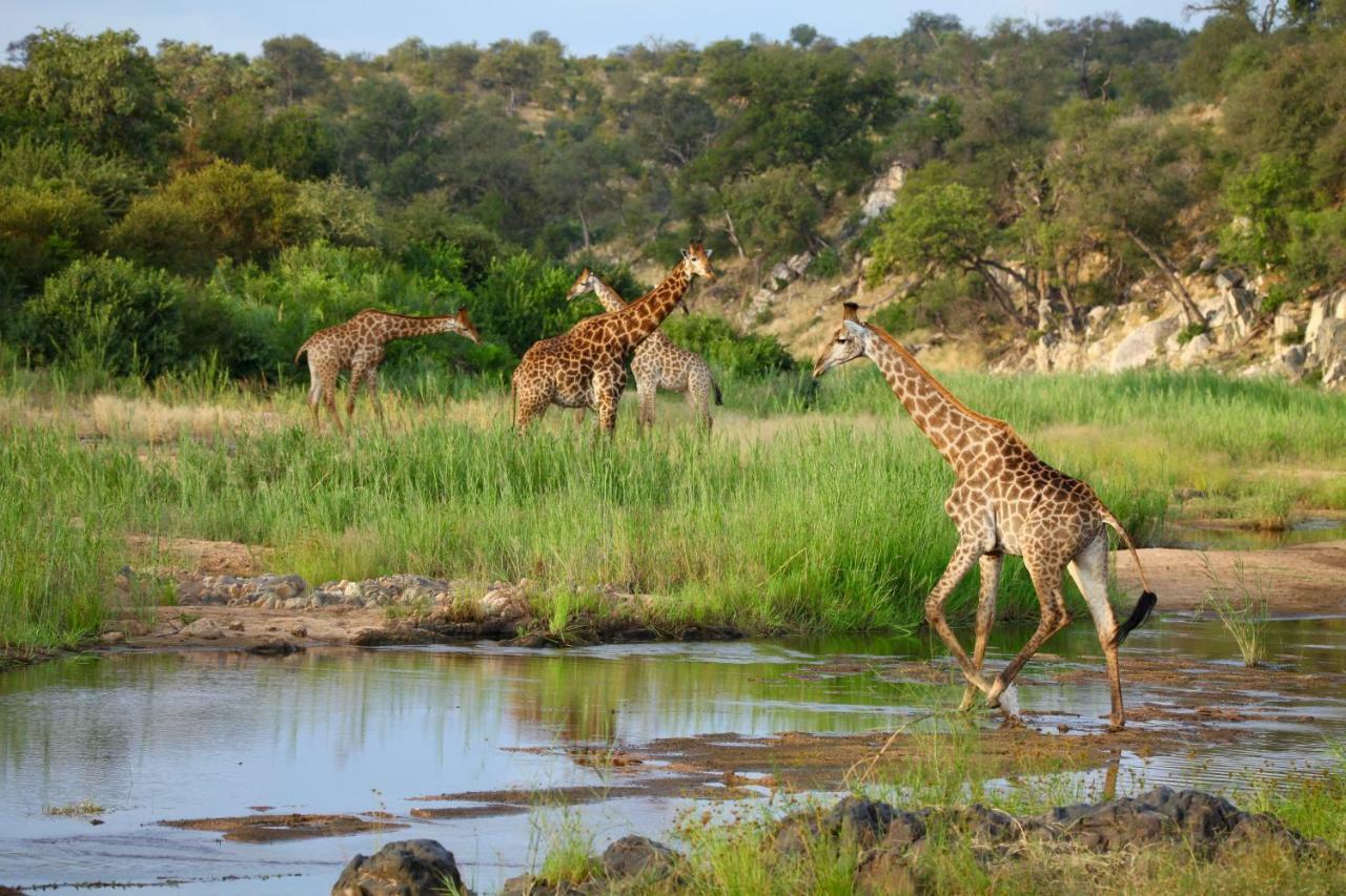 Ivory Wilderness River Rock Lodge Klaserie Private Nature Reserve Exterior photo