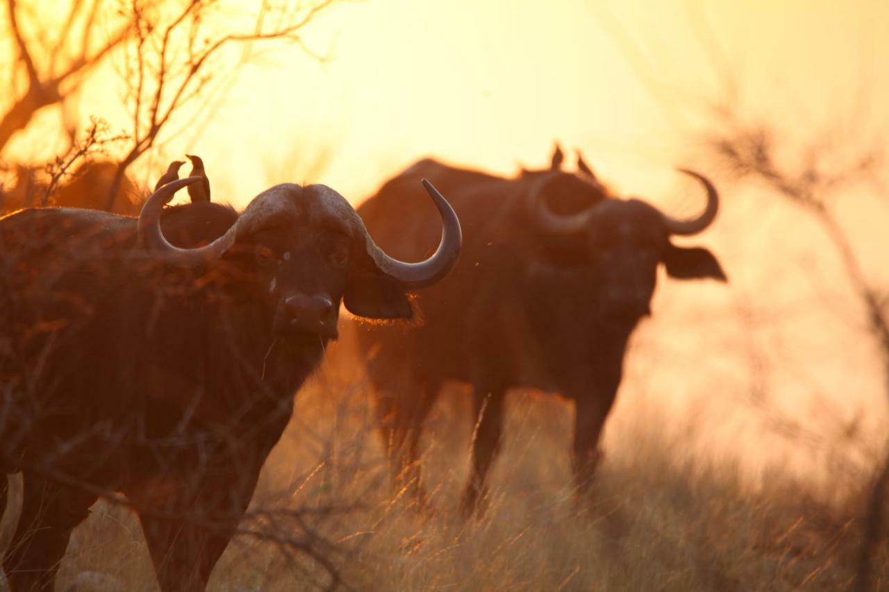 Ivory Wilderness River Rock Lodge Klaserie Private Nature Reserve Exterior photo