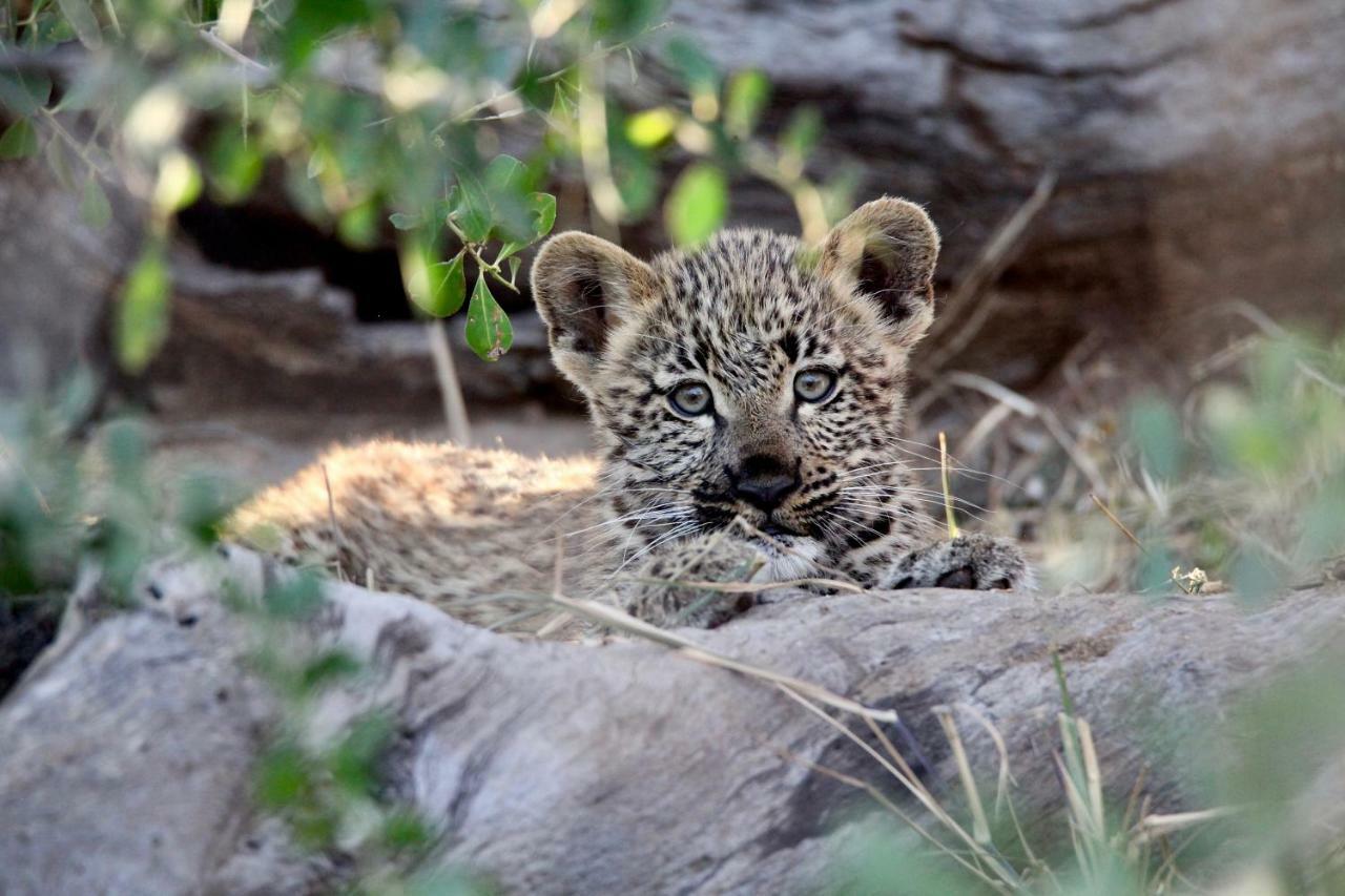 Ivory Wilderness River Rock Lodge Klaserie Private Nature Reserve Exterior photo