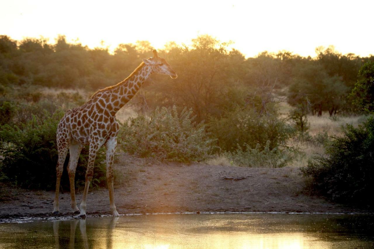 Ivory Wilderness River Rock Lodge Klaserie Private Nature Reserve Exterior photo