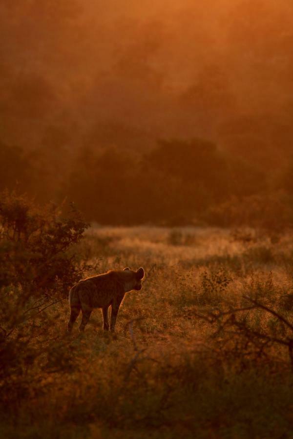 Ivory Wilderness River Rock Lodge Klaserie Private Nature Reserve Exterior photo